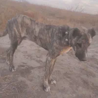 توله سرابی8ماهه گوسفندی هم نگهبان