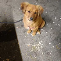 سگ نژاد اشپیتز