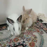 خرگوش|موش و خرگوش|اقبالیه, |دیوار