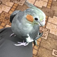 عروس هلندی ماده