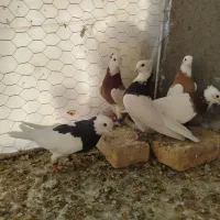 طوقی(قاین)|پرنده|بیرجند, |دیوار