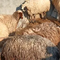 خریدو فروش گوسفنده و دام زنده|حیوانات مزرعه|یاسوج, |دیوار