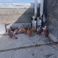 فروشی|پرنده|تربت‌حیدریه, شهرک ولیعصر|دیوار