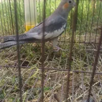 عروس هلندی زیبا و بازیگوش|پرنده|دهلران, |دیوار