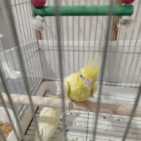 دو تا عروس هلندی خیلی زیبا و دو مرغ عشق زیبا