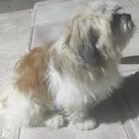 سگ شیتزو تریرـنریکساله|سگ|خرم‌آباد, |دیوار