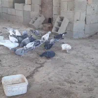 کبوترآلمانی|پرنده|گنبد کاووس, |دیوار