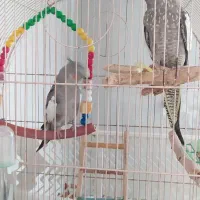 فروش دو عدد عروس هلندی همراه سه جوجه دو هفته ی|پرنده|مهاباد (آذربایجان غربی), |دیوار