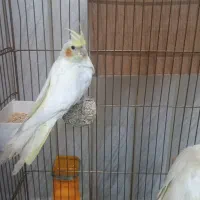 عروس هلندی لوتینو