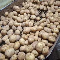 سیب زمینی اسپریت ۱۴۰۱ موجود در سردخانه