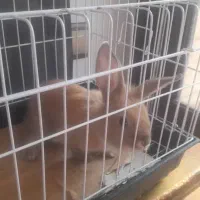 حیوان خرگوش|موش و خرگوش|تهران, پونک|دیوار