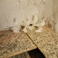 کفتر پا پر|پرنده|تبریز, |دیوار