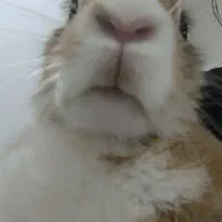 خرگوش|موش و خرگوش|ایلام, |دیوار