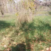 فروش باغ گیلاس در روستای حور|فروش زمین و ملک کلنگی|ویلکیج, |دیوار