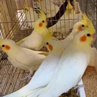 عروس هلندی مولد به شرط وتضمینی