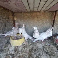 جوجه سرور