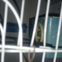 مرغ عشق تخمگذار|پرنده|خلیفان, |دیوار