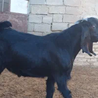 بزغاله نر|حیوانات مزرعه|فرمهین, |دیوار