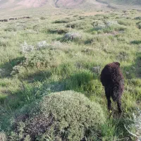 نیازمند چوپان