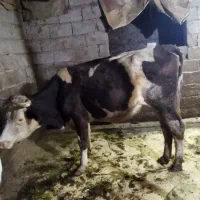 یک راس گاو ماده|حیوانات مزرعه|آستانه اشرفیه, |دیوار