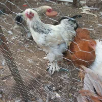 فروش خروس برهما|حیوانات مزرعه|یزد, |دیوار