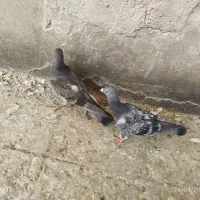 کبوتر