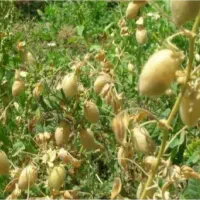 کارگر نخود چینی دارم
