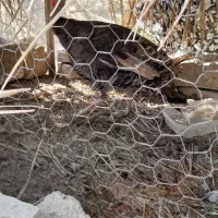 بوقلمون ماده تخم گذار