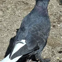 کبوتر