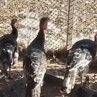 ۵ عدد بوقلمون|حیوانات مزرعه|زهک, |دیوار