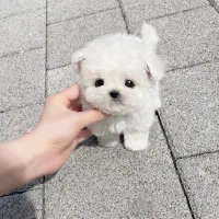 پودل کوچولو|سگ|مشهد, اقبال|دیوار