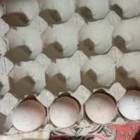 تخم مرغ لاری نطفه دار|حیوانات مزرعه|اقبالیه, |دیوار