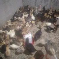 جوجه مرغ