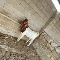 بزمیش یک عدد بزافغانی اصیل شیری آبستن هیکلی داشتی