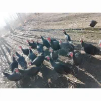 بوقلمونهای نر وماده هم تکی هم یکجا به فروش می رسد|حیوانات مزرعه|چالدران, |دیوار