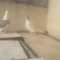 کبوتر