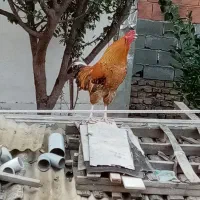 دوعدد خروس 6ماه