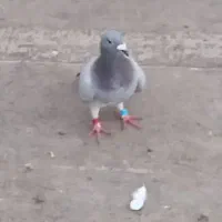 کبوتر
