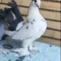 کفتر دم چتری یا دم طاووسی نر|پرنده|تهران, کوی بیمه|دیوار