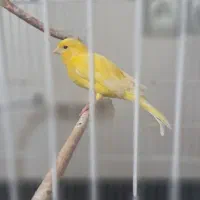 پرنده قناری با  قفس
