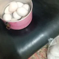 تخم مرغ بوقلمون|حیوانات مزرعه|اهواز, کوی نیرو|دیوار