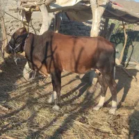 گاو نر 2 تا دو سال