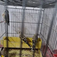جوجه سهره