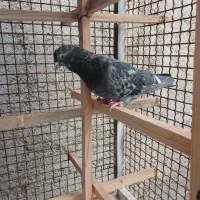 نر سرور بند پا زده غربگیری