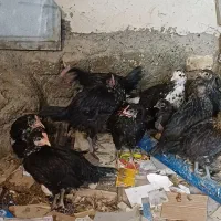 فروش جوجه رسمی