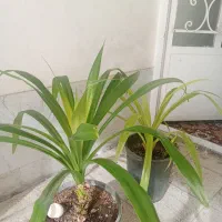 چندگل بزرگ وزیبا