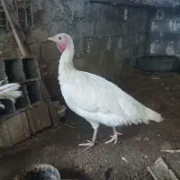 فروش بوقلمون ماده محلی سفید