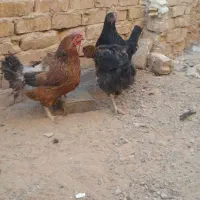 مرغ تخمی|حیوانات مزرعه|بوژگان, |دیوار