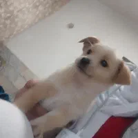 دو عدد توله سگ نر و ماده 2ماهه|سگ|ورامین, ورامین|دیوار