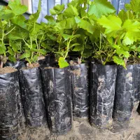 نهالستان انگور نیکخواه